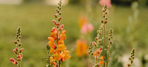 u-pick-flowers-pumpkins